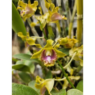 Dendrobium dedeksantosoi Raritt