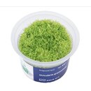 Utricularia graminifolia