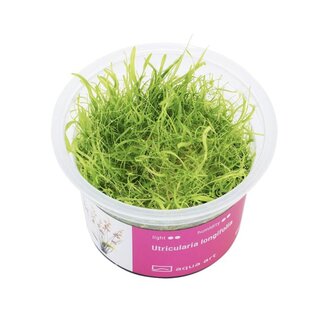 Utricularia longifolia