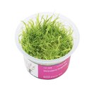 Utricularia longifolia