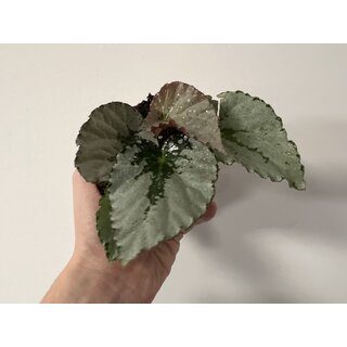 Begonia Grey Earl