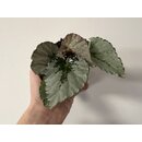 Begonia Grey Earl