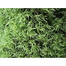 Eurhynchium praelongum Neuseeland Moos