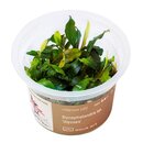 Bucephalandra spec Ulysses