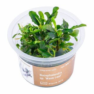 Bucephalandra spec  Wave leaf