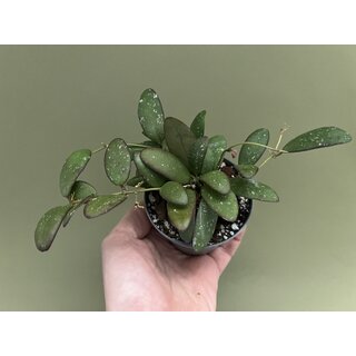 Hoya spec.  GPS 7240