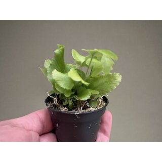 Asplenium scolopendrium