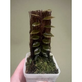 Marcgravia specl.  El condor dark