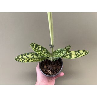 Paphiopedilum maudiae