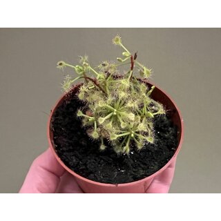 Drosera madagascariensis
