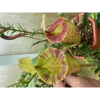 Nepenthes (boshiana X Veitchii) X Veitchii Candy