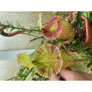 Nepenthes (boshiana X Veitchii) X Veitchii Candy