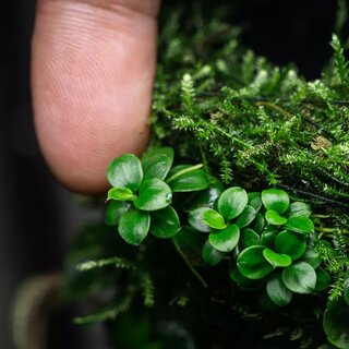 Anubias barteri Mini Coin