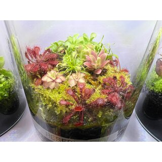 Drosera sp. Lantau Island