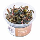 Bucephalandra sec.. Kedagang