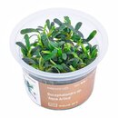 Bucephalandra spec Aqua Artica