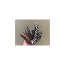 Begonia maculata wings