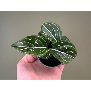 Aglaonema Toms Pride