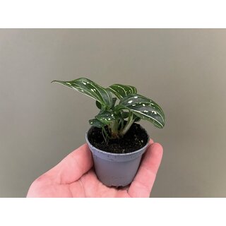 Aglaonema Toms Pride