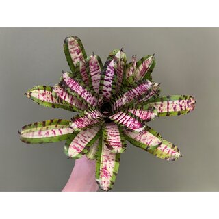 Neoregelia Pink Stripe Beauty