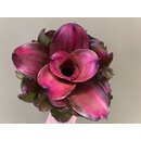 Neoregelia Medusa x Lila