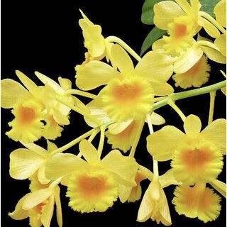 Dendrobium chrysotoxum