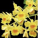 Dendrobium chrysotoxum