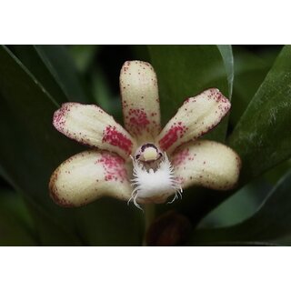 Dendrobium vandoides