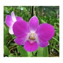Dendrobium Mericlone spec.