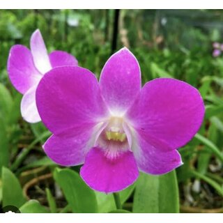 Dendrobium Mericlone spec.