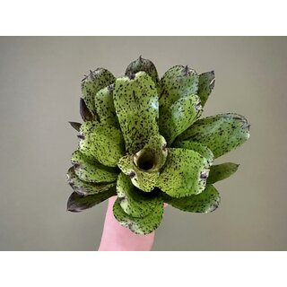 Neoregelia Crimson Point