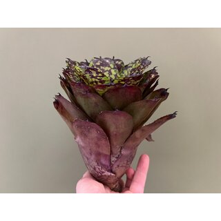 Neoregelia Little Sweetheart