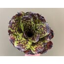 Neoregelia Little Sweetheart