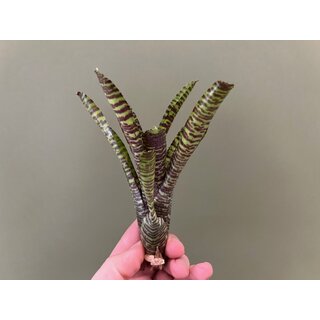 Neoregelia Coral Ampullacea