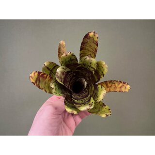 Neoregelia Backyard Cat