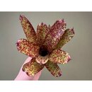 Neoregelia Scarlet Dot