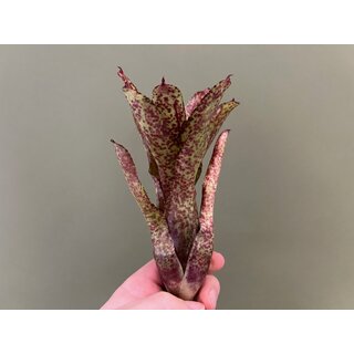Neoregelia ampullacea red striped