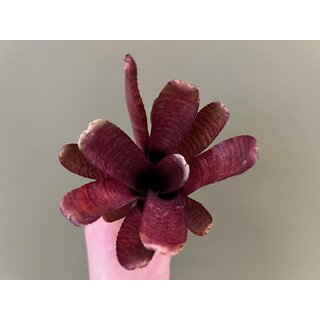 Neoregelia ampullacea red striped
