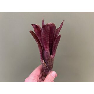 Neoregelia ampullacea red striped