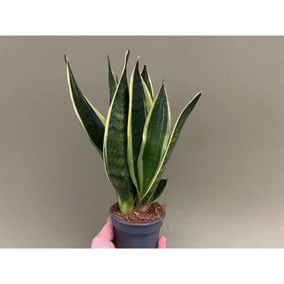 Sansevieria f�r Geckoterrarium