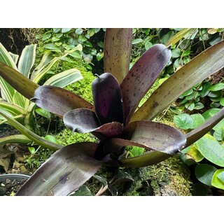 Sansevieria f�r Geckoterrarium