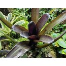Neoregelia Purple Pointed