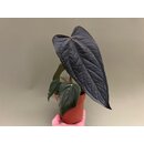 Anthurium Queen of Hearts