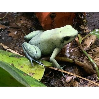 Phyllobates terribilis mint Zuchtp�rchen