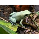 Phyllobates terribilis mint Zuchtp�rchen