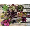 Ben�s Jungle Bromelien Jewel Collection L