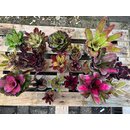 Ben�s Jungle Bromelien Jewel Collection XL
