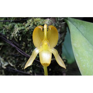Bulbophyllum tollenoniferum