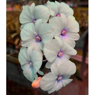 Dendrobium big lips white