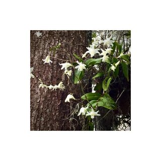 Dendrobium crumenatum